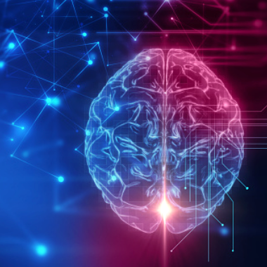 The Neurological System Reviewed