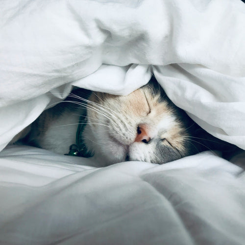 Sleep issues resolved, working through treatments to get good rest. What is causing me to not sleep 
